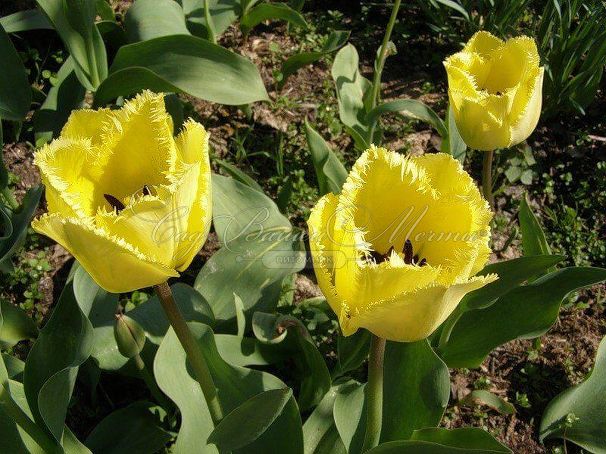 Тюльпан Кристал Стар (Tulipa Crystal Star) — фото 6