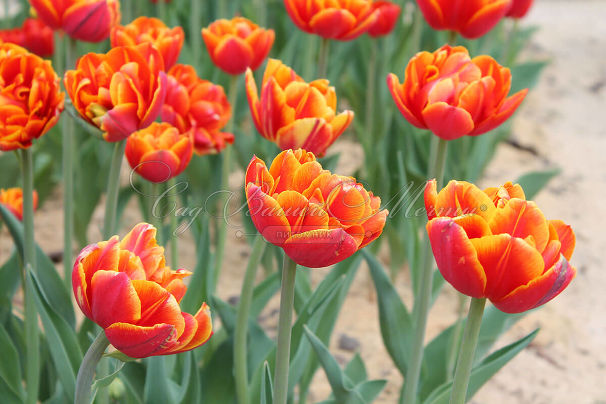 Тюльпан Кроссфаер (Tulipa Crossfire) — фото 2