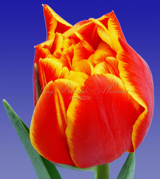 Тюльпан Кроссфаер (Tulipa Crossfire) — фото 3