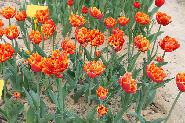Тюльпан Кроссфаер (Tulipa Crossfire) — фото 5