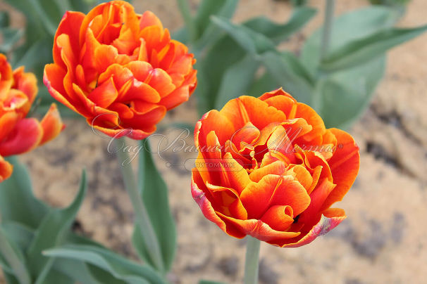 Тюльпан Кроссфаер (Tulipa Crossfire) — фото 7