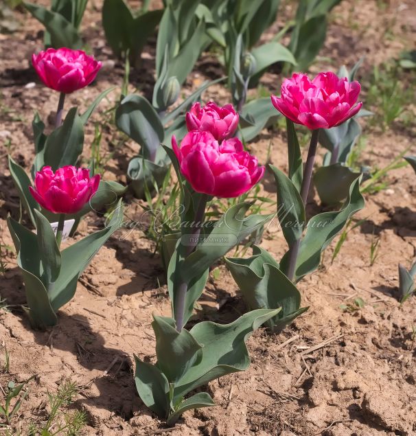 Тюльпан Куин оф Марвел (Tulipa Queen of Marvel) — фото 2
