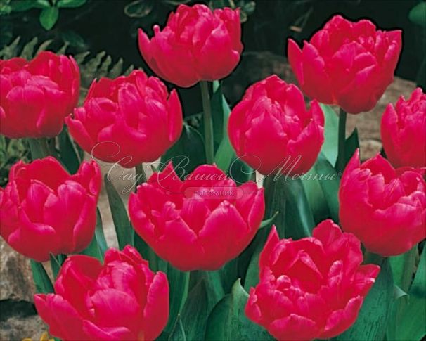 Тюльпан Куин оф Марвел (Tulipa Queen of Marvel) — фото 3