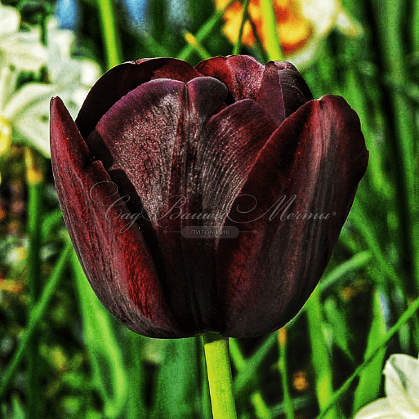 Тюльпан Куин оф Найт (Tulipa Queen of Night) — фото 2