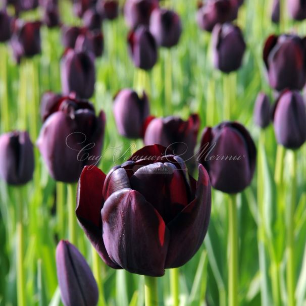 Тюльпан Куин оф Найт (Tulipa Queen of Night) — фото 4