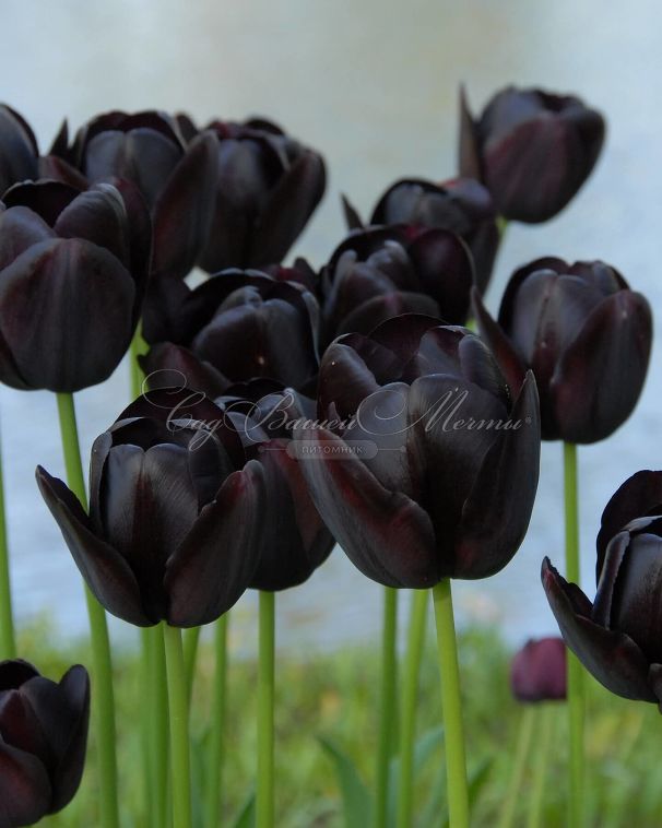 Тюльпан Куин оф Найт (Tulipa Queen of Night) — фото 7