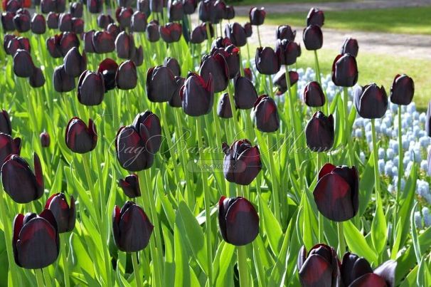 Тюльпан Куин оф Найт (Tulipa Queen of Night) — фото 10