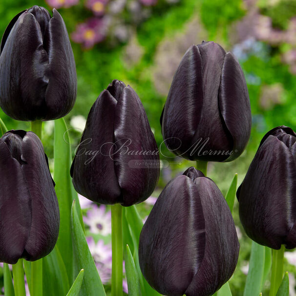 Тюльпан Куин оф Найт (Tulipa Queen of Night) — фото 11