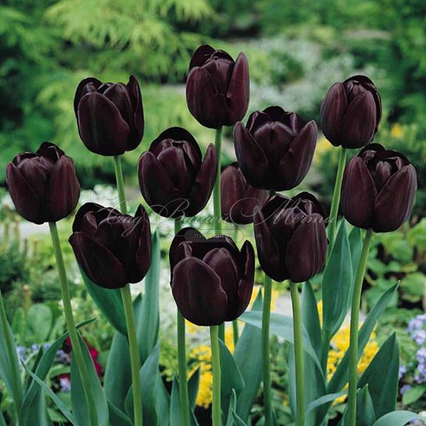 Тюльпан Куин оф Найт (Tulipa Queen of Night) — фото 12