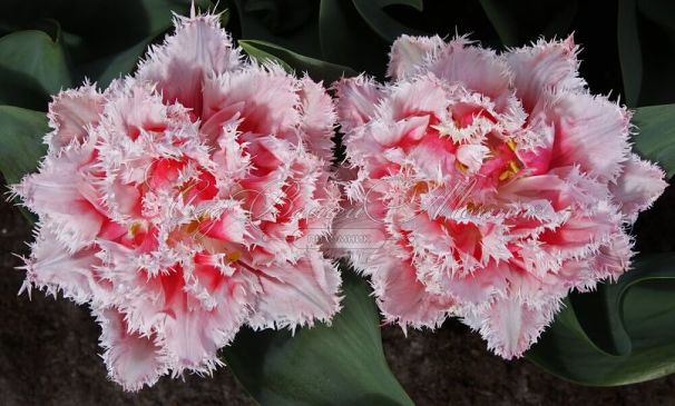 Тюльпан Куинсленд (Tulipa Queensland) — фото 3