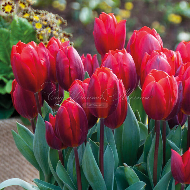 Тюльпан Кулёр Кардиналь (Tulipa Couleur Cardinal) — фото 2