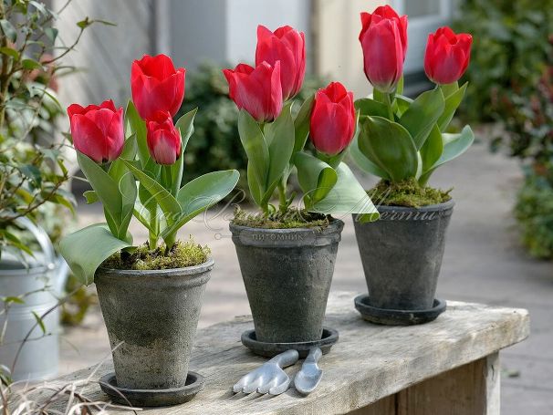 Тюльпан Кулёр Кардиналь (Tulipa Couleur Cardinal) — фото 3