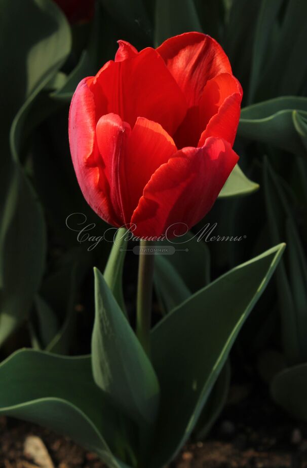 Тюльпан Кулёр Кардиналь (Tulipa Couleur Cardinal) — фото 4