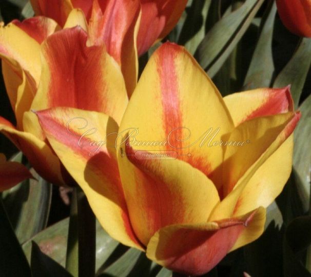 Тюльпан Кэйп Коуд (Tulipa Cape Cod) — фото 2