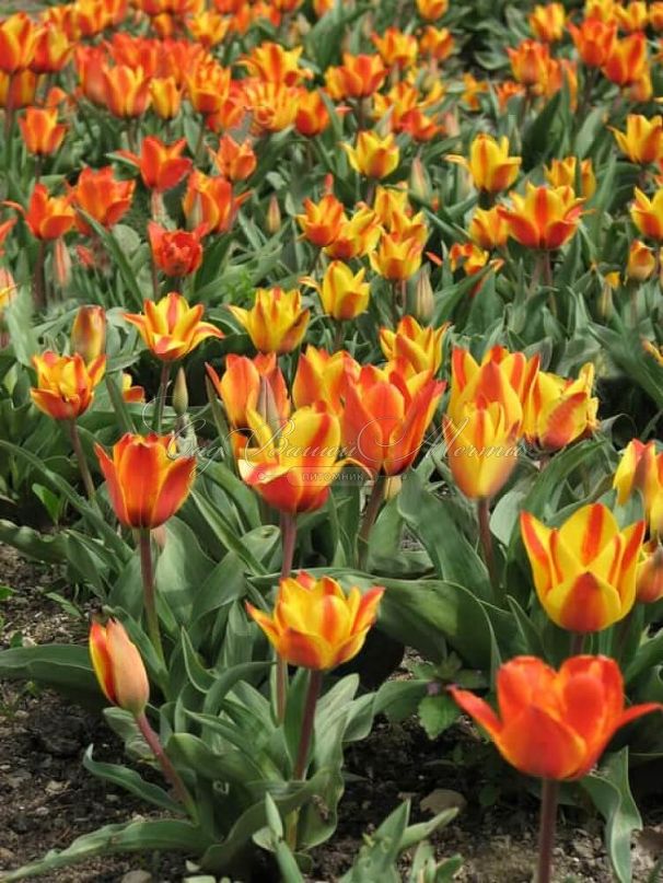 Тюльпан Кэйп Коуд (Tulipa Cape Cod) — фото 4