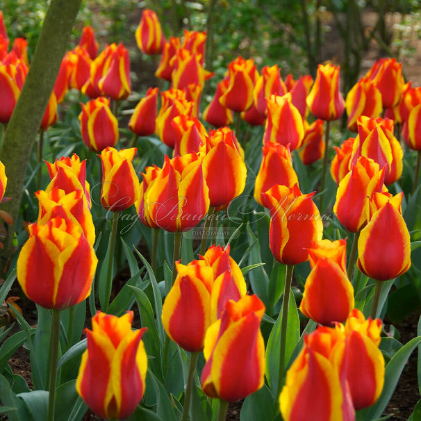 Тюльпан Кэйп Коуд (Tulipa Cape Cod) — фото 5