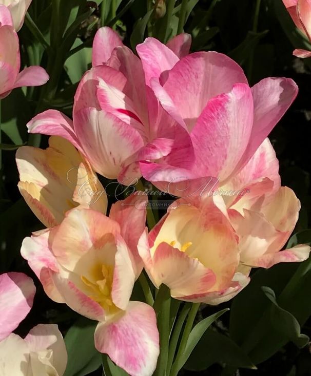 Тюльпан Кэнди Клаб (Tulipa Candy Club) — фото 2