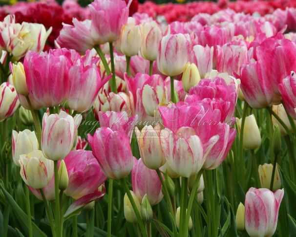 Тюльпан Кэнди Клаб (Tulipa Candy Club) — фото 5