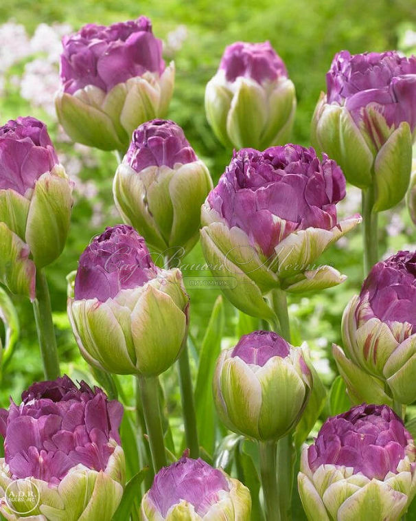 Тюльпан Кэнди Лав (Tulipa Candy Love) — фото 2