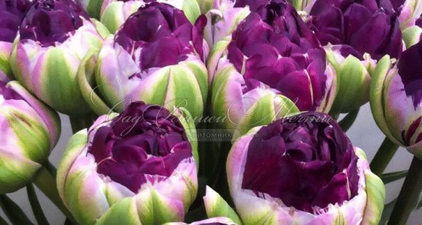 Тюльпан Кэнди Лав (Tulipa Candy Love) — фото 3