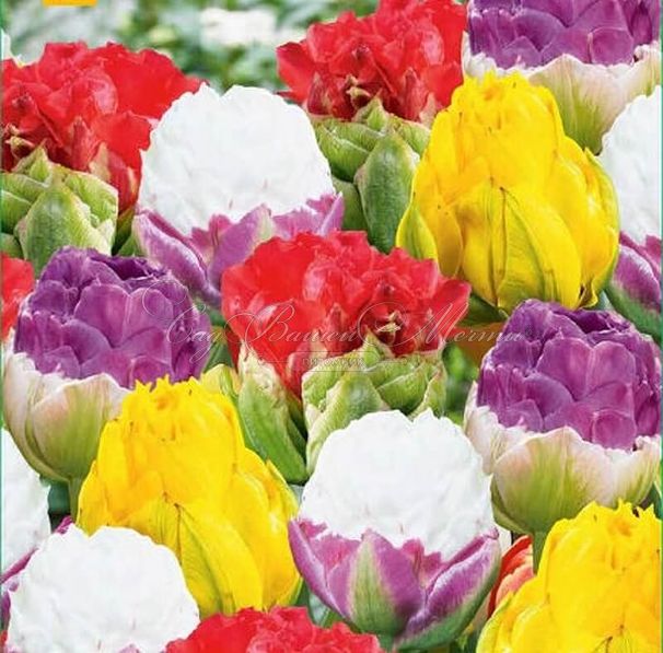 Тюльпан Кэнди Лав (Tulipa Candy Love) — фото 4