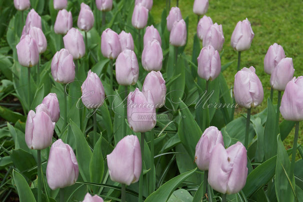 Тюльпан Кэнди Принц (Tulipa Candy Prince) — фото 2