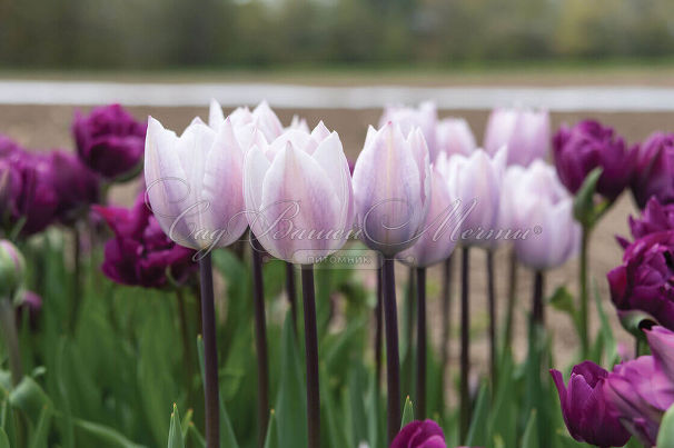 Тюльпан Кэнди Принц (Tulipa Candy Prince) — фото 3