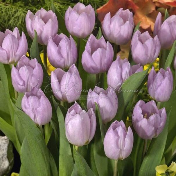 Тюльпан Кэнди Принц (Tulipa Candy Prince) — фото 4