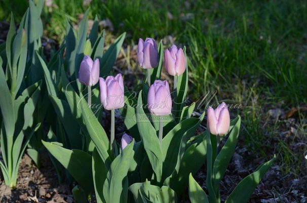 Тюльпан Кэнди Принц (Tulipa Candy Prince) — фото 5