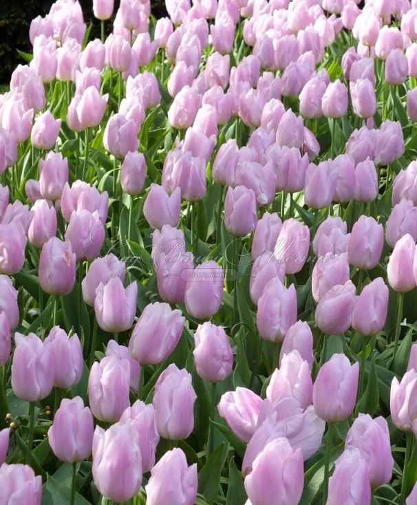 Тюльпан Кэнди Принц (Tulipa Candy Prince) — фото 6