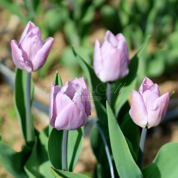 Тюльпан Кэнди Принц (Tulipa Candy Prince) — фото 8