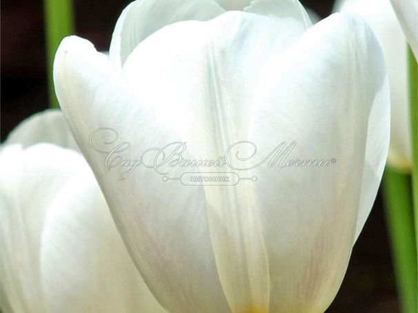Тюльпан Кэтрин (Tulipa Catherina) — фото 2