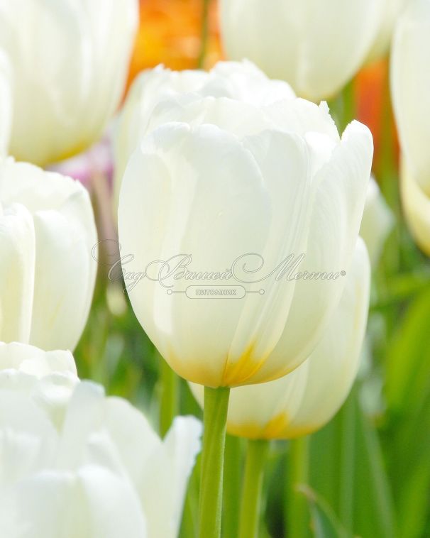 Тюльпан Кэтрин (Tulipa Catherina) — фото 6