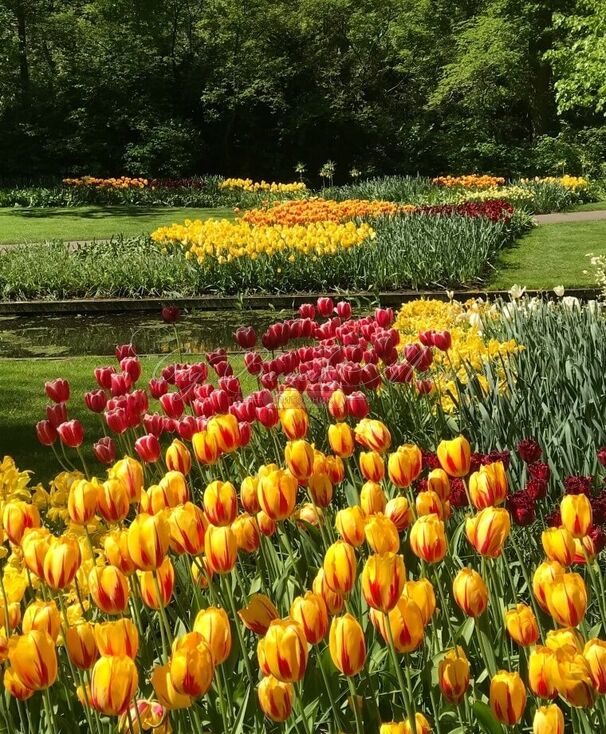 Тюльпан Ла Куртин (Tulipa La Courtine) — фото 2