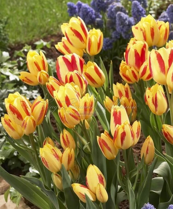 Тюльпан Ла Куртин (Tulipa La Courtine) — фото 3
