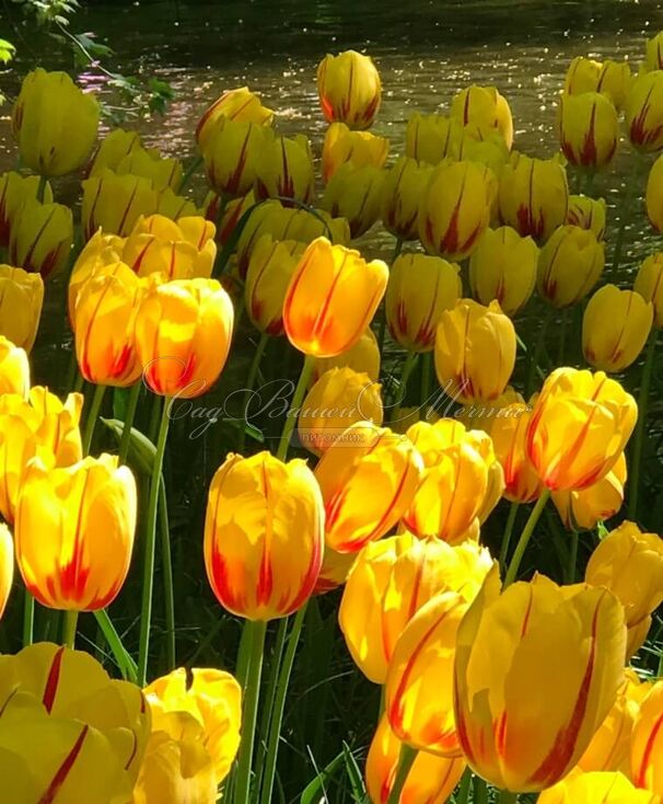 Тюльпан Ла Куртин (Tulipa La Courtine) — фото 4