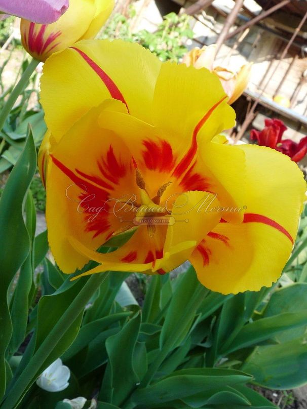 Тюльпан Ла Куртин (Tulipa La Courtine) — фото 5