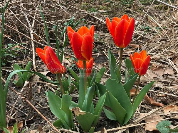Тюльпан Лав Сонг (Tulipa Love Song) — фото 2