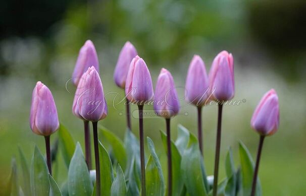 Тюльпан Лайт энд Дрими (Tulipa Light and Dreamy) — фото 4