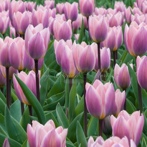 Тюльпан Лайт энд Дрими (Tulipa Light and Dreamy) — фото 5