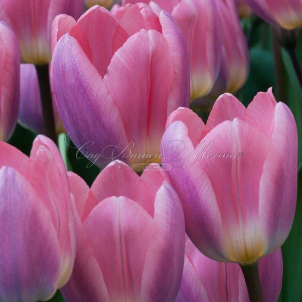 Тюльпан Лайт энд Дрими (Tulipa Light and Dreamy) — фото 6