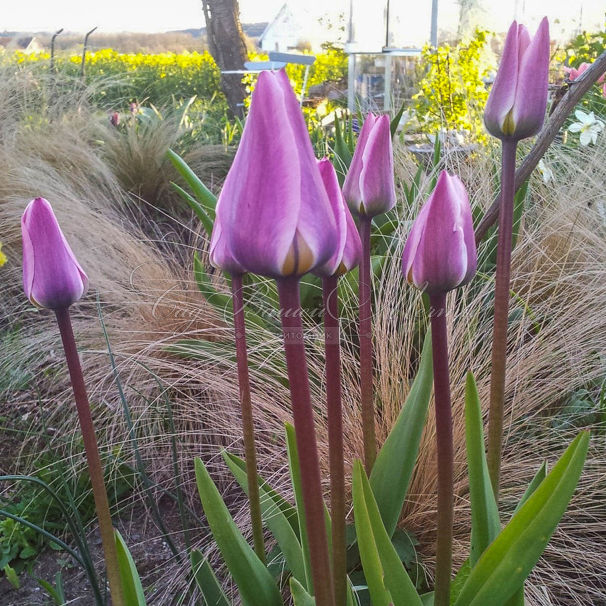 Тюльпан Лайт энд Дрими (Tulipa Light and Dreamy) — фото 7