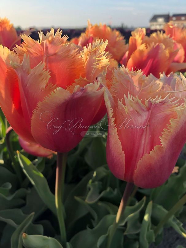 Тюльпан Ламбада (Tulipa Lambada) — фото 2