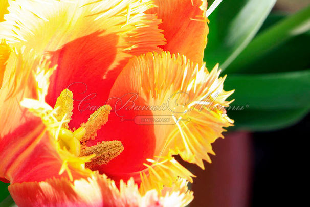 Тюльпан Ламбада (Tulipa Lambada) — фото 3