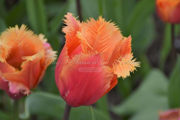 Тюльпан Ламбада (Tulipa Lambada) — фото 4