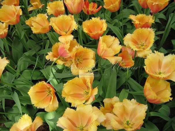 Тюльпан Ламбада (Tulipa Lambada) — фото 5