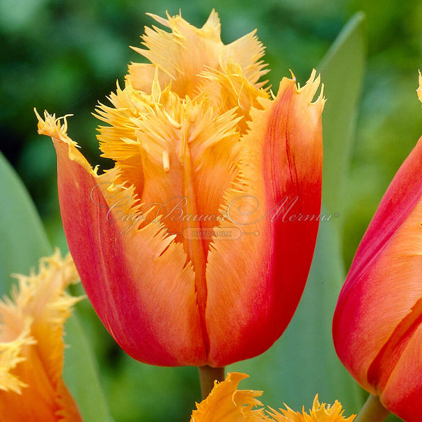 Тюльпан Ламбада (Tulipa Lambada) — фото 6