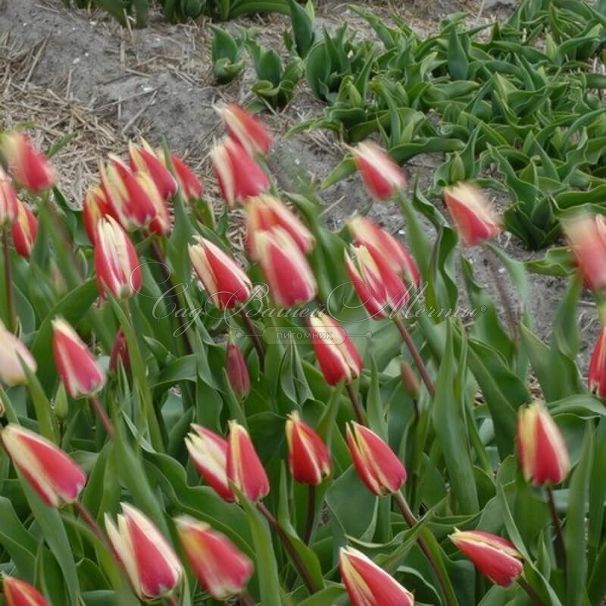 Тюльпан Лейт Спринг Сюрпрайз (Tulipa Late Spring Surprise) — фото 2
