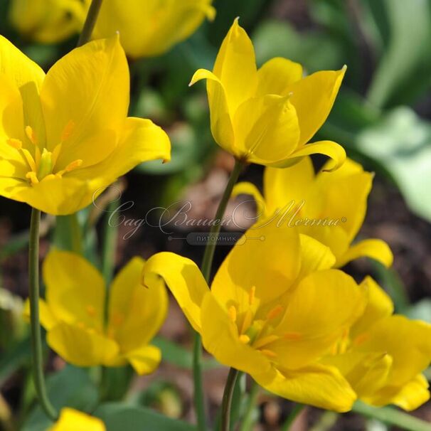 Тюльпан лесной (Tulipa sylvestris) — фото 5