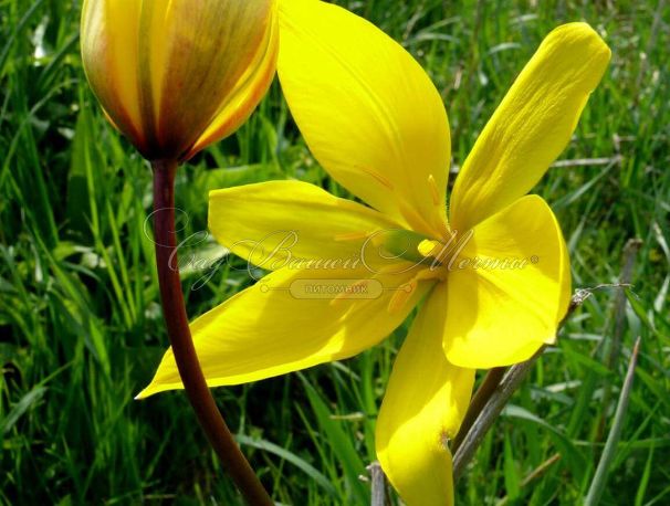 Тюльпан лесной (Tulipa sylvestris) — фото 8
